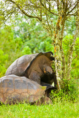 Naklejka premium Tortuga gigante (Geochelone nigra), Reserva Natural El Chato, Finca Primicias, Isla Santa Cruz, Islas Galapagos, Ecuador, America, UNESCO WORLD HERITAGE