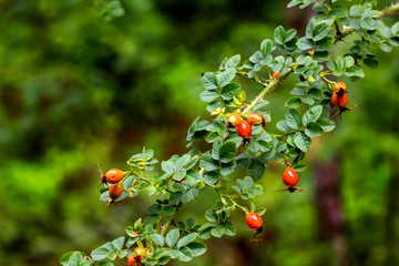 Rosehip branch with ripe fruits.