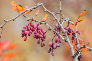 The barberry bush is covered with red berries. Berries close-up.