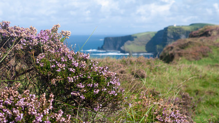 Purple wild flowers growing at the top of the famous & beautiful Cliffs of Moher in County Clare, Ireland. Taken on a sunny summer day with blue sky & ocean in background.
