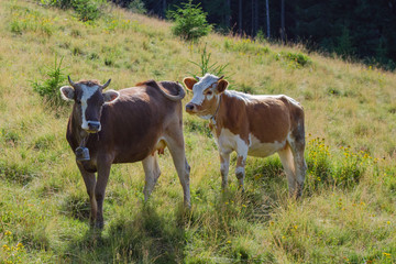 Fototapeta na wymiar Cows graze in a highland meadow.
