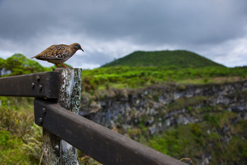 Paloma de Galapagos, Los Gemelos, Isla Santa Cruz, Islas Galapagos, Ecuador