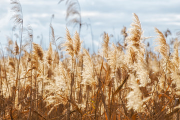 Background of golden reeds and blue sky.