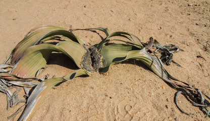 Die seltene und uralte Wüstenpflanze Welwitschia mirabilis am Welwitschia Drive bei Swakopmund in Namiba