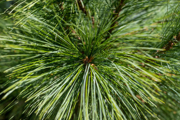 Closeup Of Green Pine Tree Branch