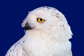 Snowy owl head shot or Bubo scandiacus