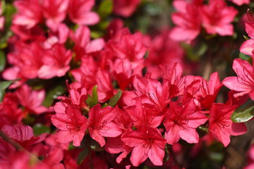 image of plants with flower