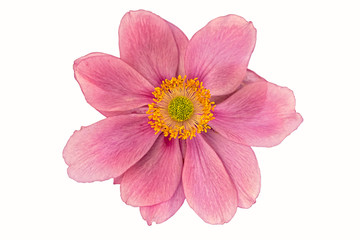 blossom of a windflower isolated on white background