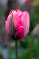 Obraz na płótnie Canvas dreamy little tulip, shallow depth of field