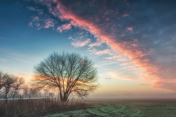 Fototapeta na wymiar A lonely tree grows on the edge of a meadow on a foggy spring morning. The sky is covered with colorful clouds.