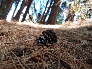 pine tree seed