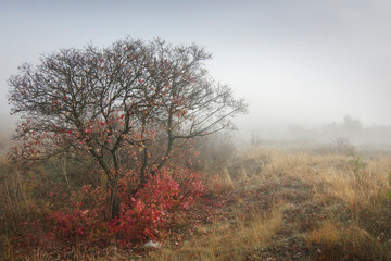 Obraz na płótnie Canvas Photo of an autumn meadow on an early foggy morning.