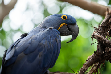 blue macaw poses for a side profile on a sunny day