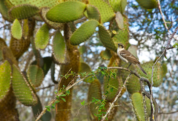 Cucuve en el sendero a Playa Bahía Tortuga, Isla Santa Cruz, Islas Galapagos, Ecuador