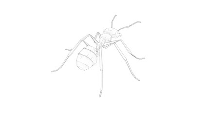 3d rendering of an ant isolated in white studio background