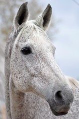 Obraz premium Portrait of a gray horse against the sky