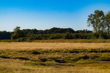Obraz premium trees in the field in autumn
