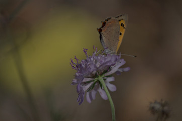 Papillon sur une fleur