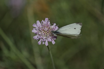 Papillon sur une fleur