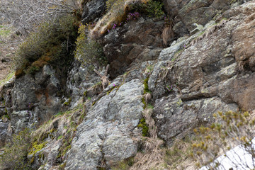 Bouquetin caché dans les rochers