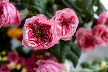 pink roses in garden