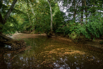 Shadowy Leafy Pool