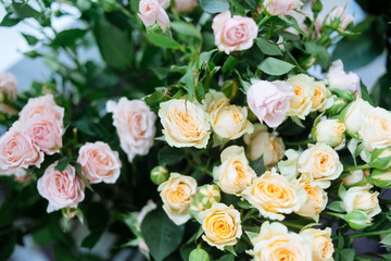 bouquet of pink roses