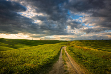 Impressive spring landscape,view with vineyards and cypresses,tuscany,italy