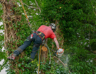 Tree Surgeon or Arborist using safety ropes to lean over to cut a branch with a chainsaw
