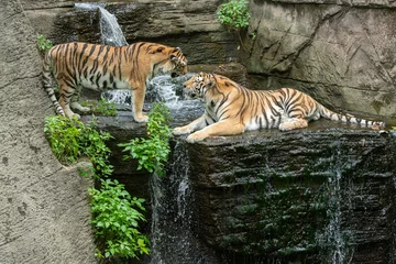 Schilderijen op glas adult tigers are talking to each other © J.A.