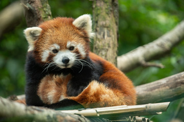 red panda has spotted you and is watching © J.A.