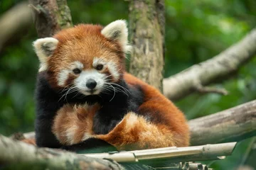 Fensteraufkleber Der rote Panda hat dich entdeckt und schaut zu © J.A.