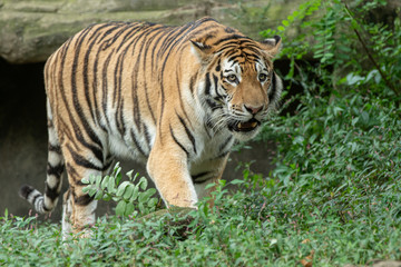 Naklejka na ściany i meble tiger is on the prowl in the jungle