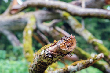 Obraz premium Branches of a fallen dry tree