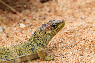Lézard ocelé