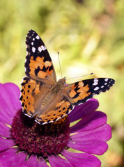 Beautiful butterfly on autumn colors