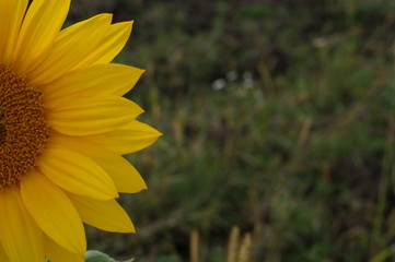 Sunflower natural background, Sunflower blooming, Sunflower oil improves skin health and promote...