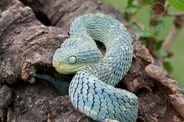 Blue Bush Viper (Atheris squamigera) in Hollow Log