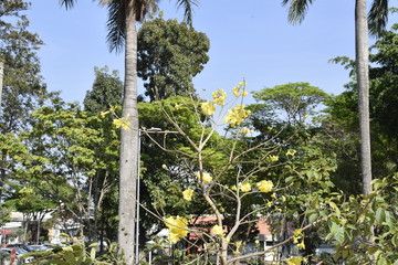 Ipê amarelo com flor, tabebuia