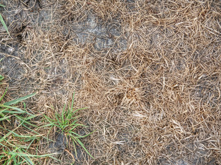 Plant in dried cracked mud desert, poor plant. Grass lawn i