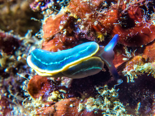 Nudibranch, felimare tricolor