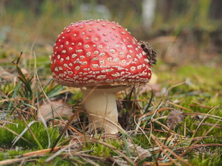 Fly agaric with a red hat growing in the woods. Poisonous mushroom.
