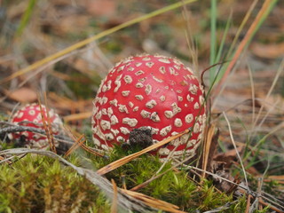 Fly agaric with a red hat growing in the woods. Poisonous mushroom.
