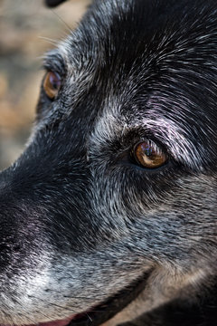 Chien détail