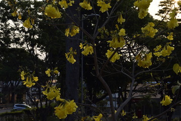 Flor amarela de ip&ecirc; na natureza, tabebuia