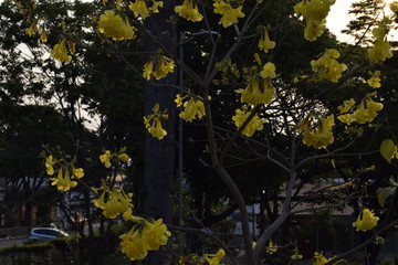 Flor amarela de ipê na natureza, tabebuia