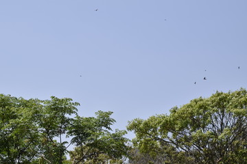 Horizonte de vegetação e céu azul com nuvem cumulus	