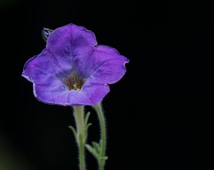 Purple flower isolated on black background