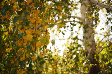 Green and yellow birch tree leaves on the branches. Autumn garden at sunny day. Selective focus. Natural background