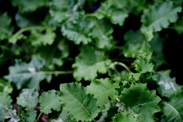 background of green leaves